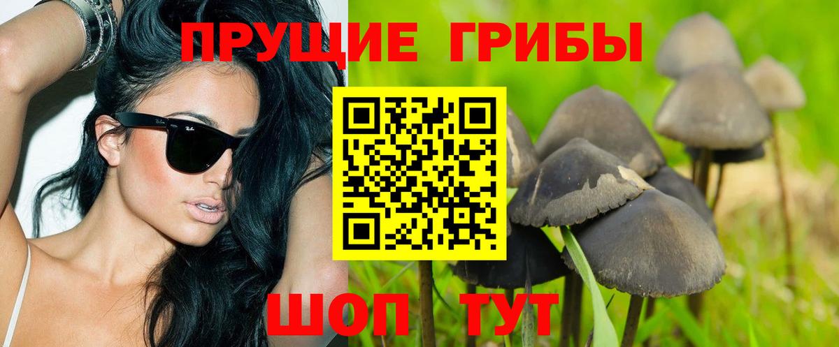 Галлюциногенные грибы Psilocybe Каменка